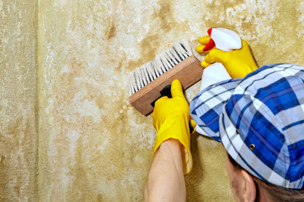 Best Dehumidification Services  in USA